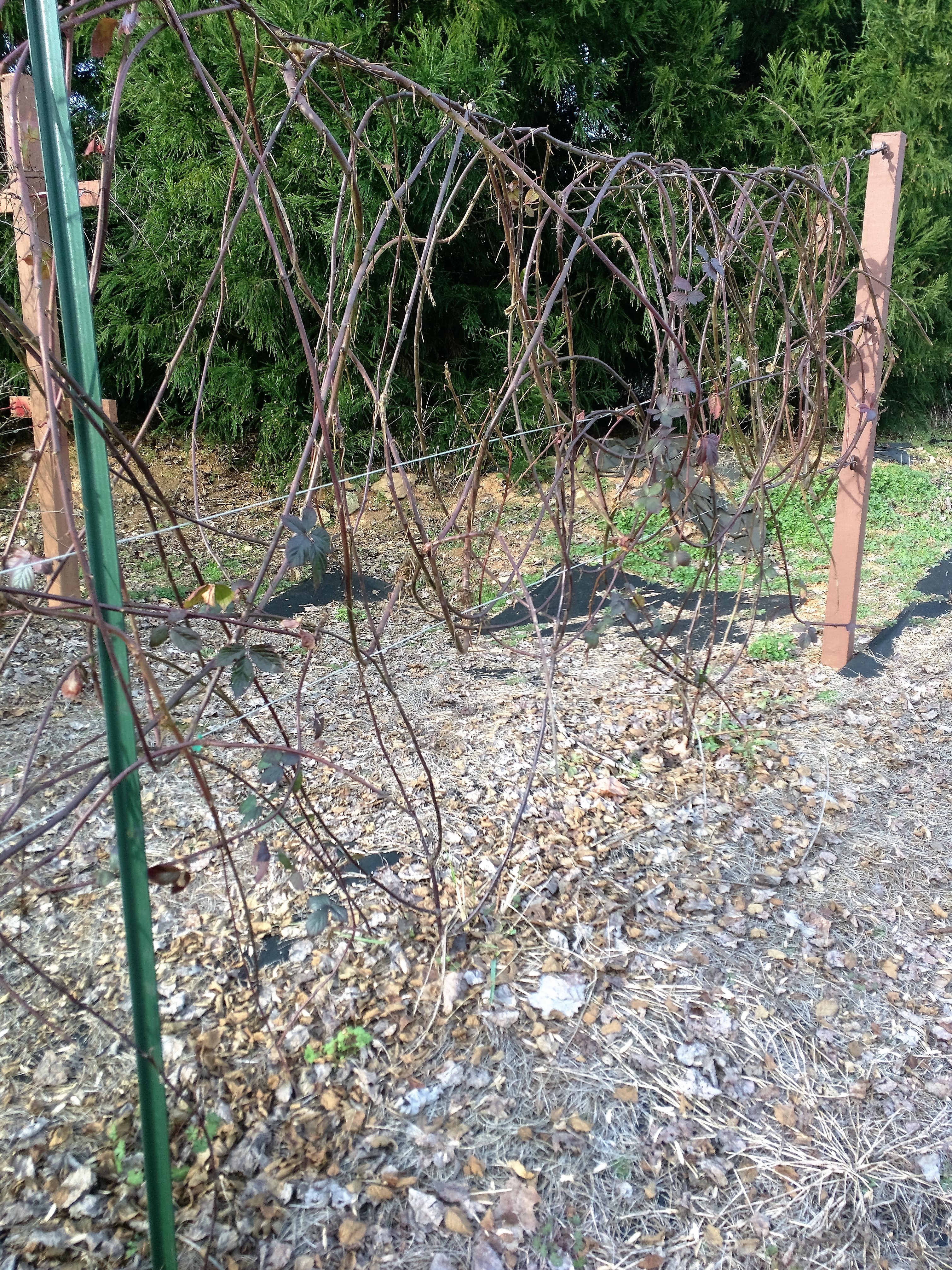 Anybody use cattle panel to train trailing thornless blackberries