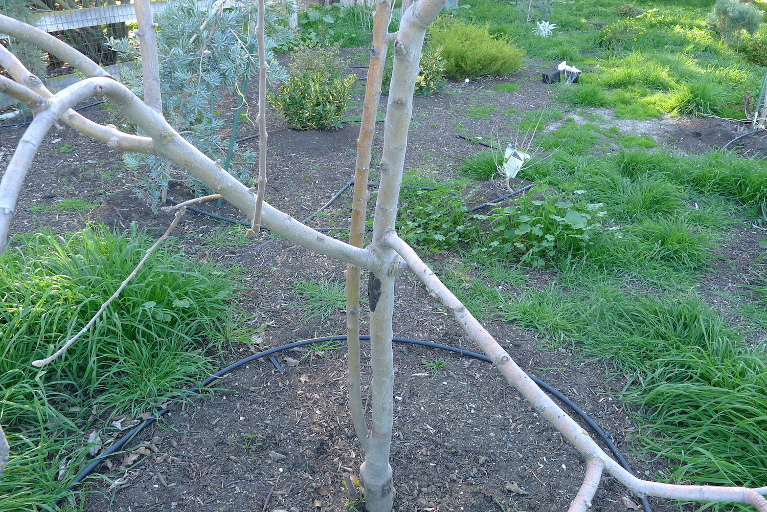 Apple Tree Project Pruning and Topworking General Fruit Growing