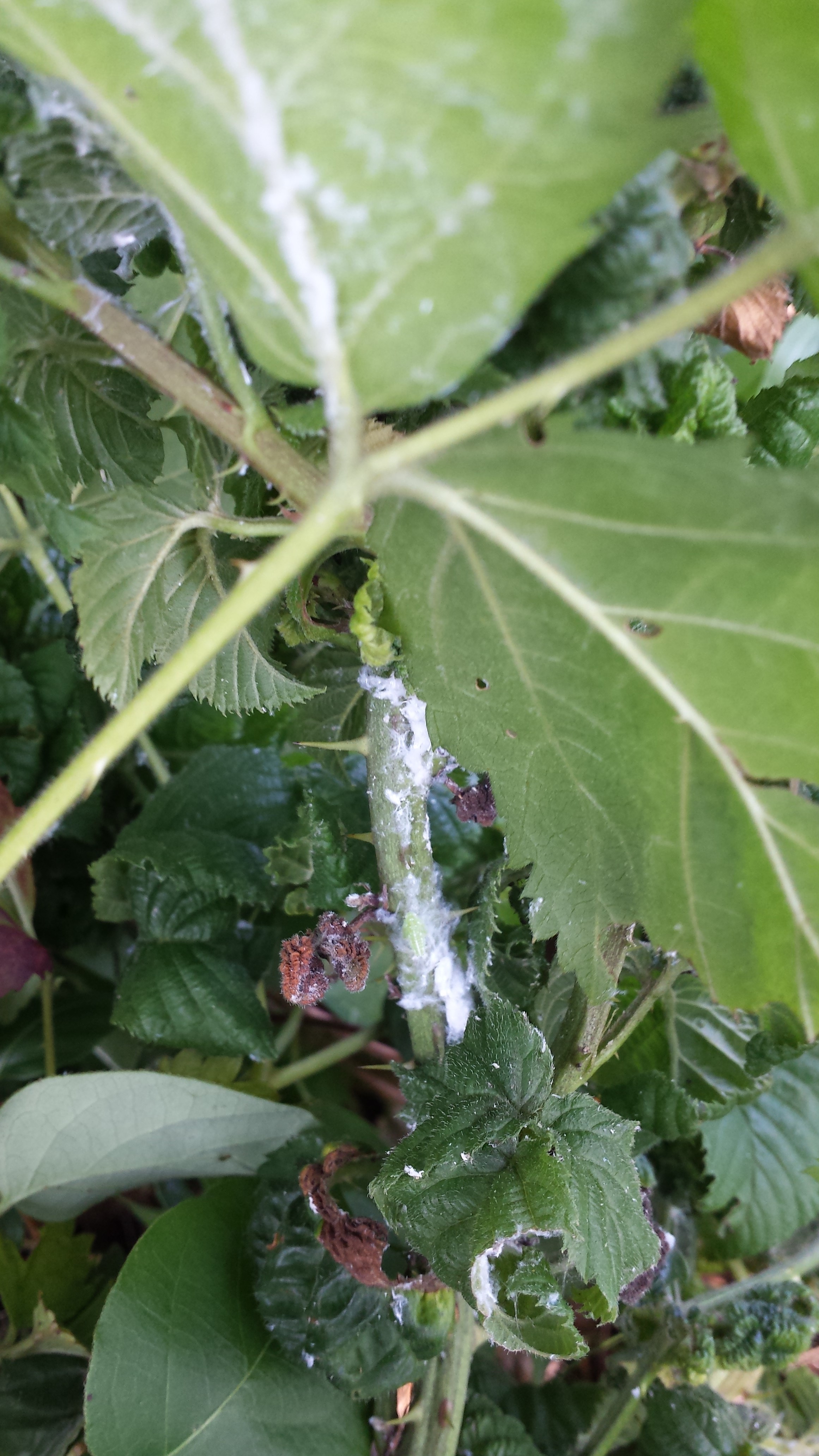 Diseases from Wild Blackberry Plants General Fruit Growing Growing Fruit