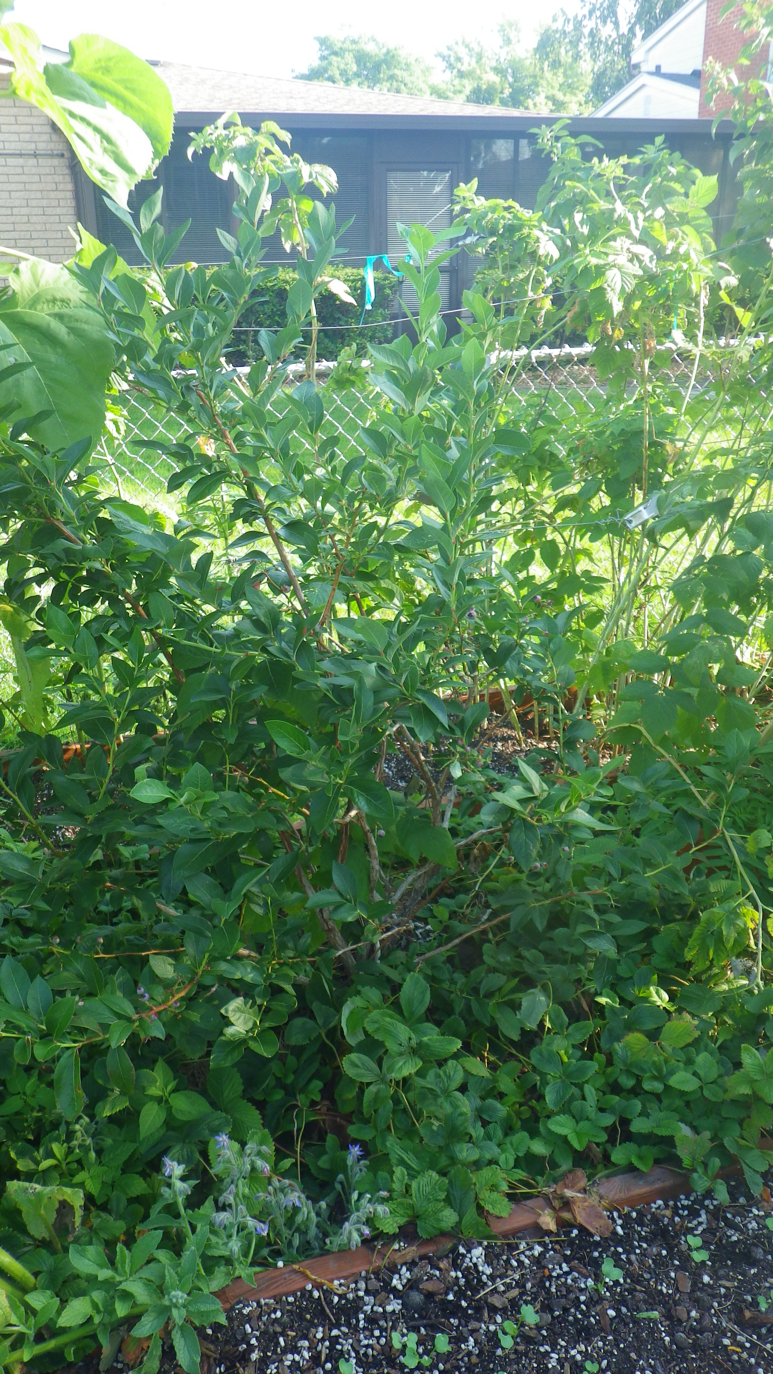 Growing media for raised bed blueberries? General Fruit Growing