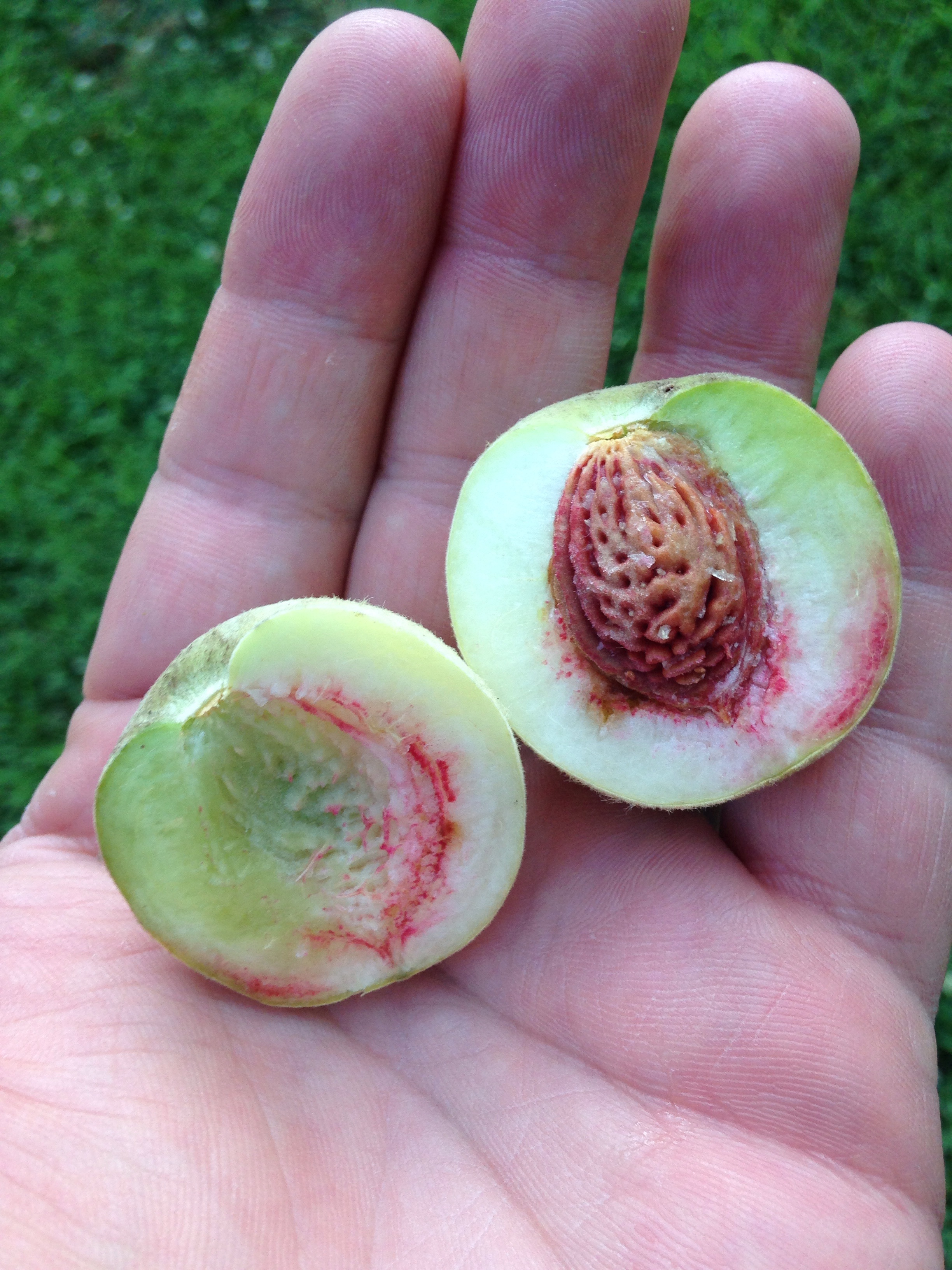 Almond rootstock General Fruit Growing Growing Fruit