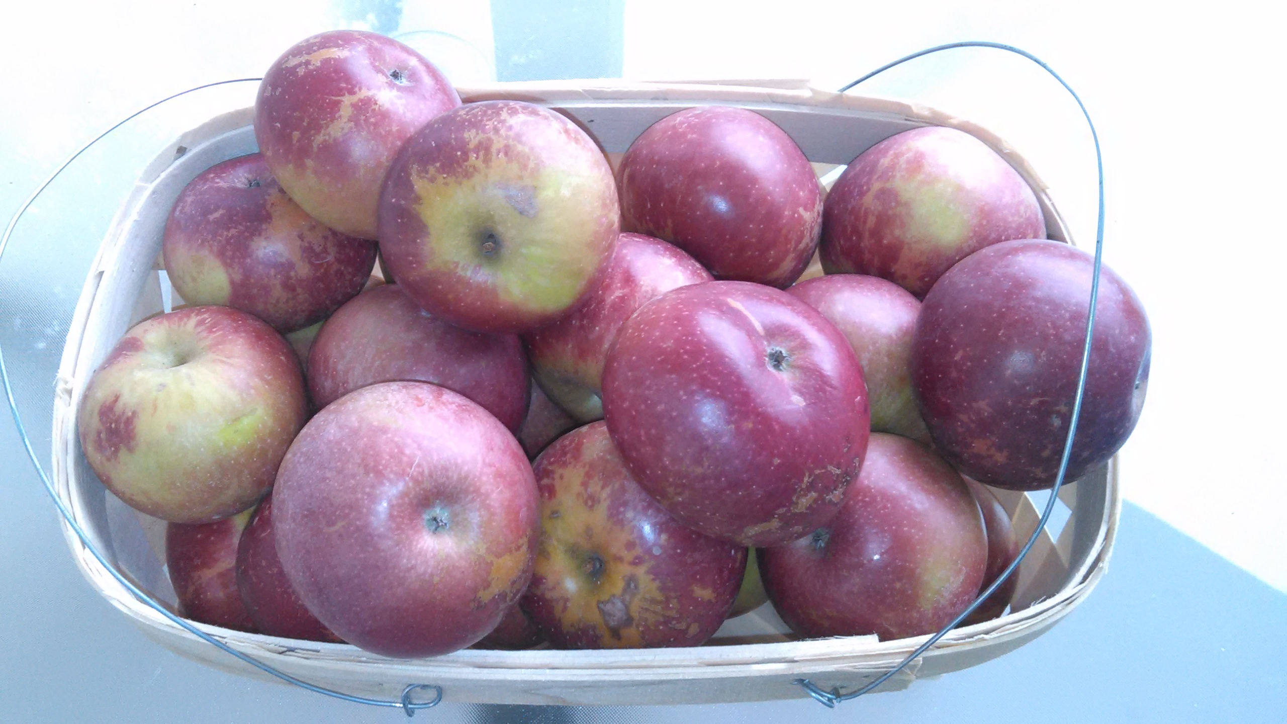 Arkansas Black Pictures! Growing Fruit