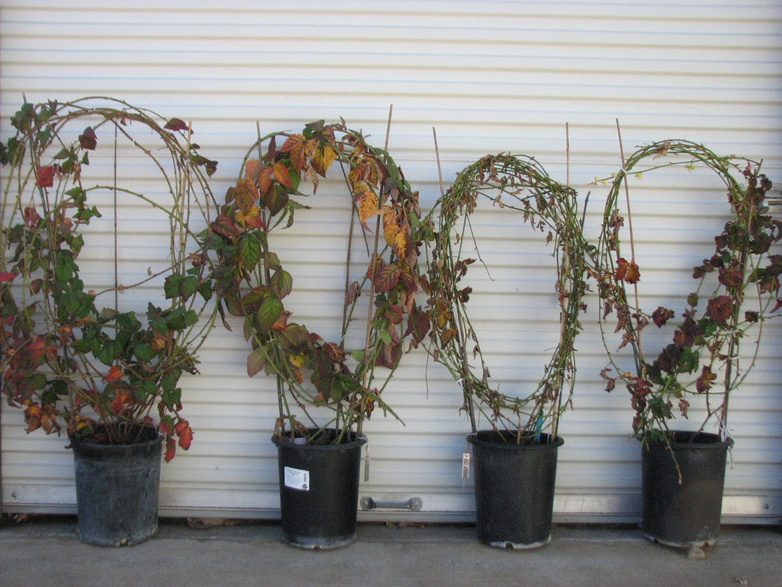 Growing thornless blackberries in pots General Fruit Growing
