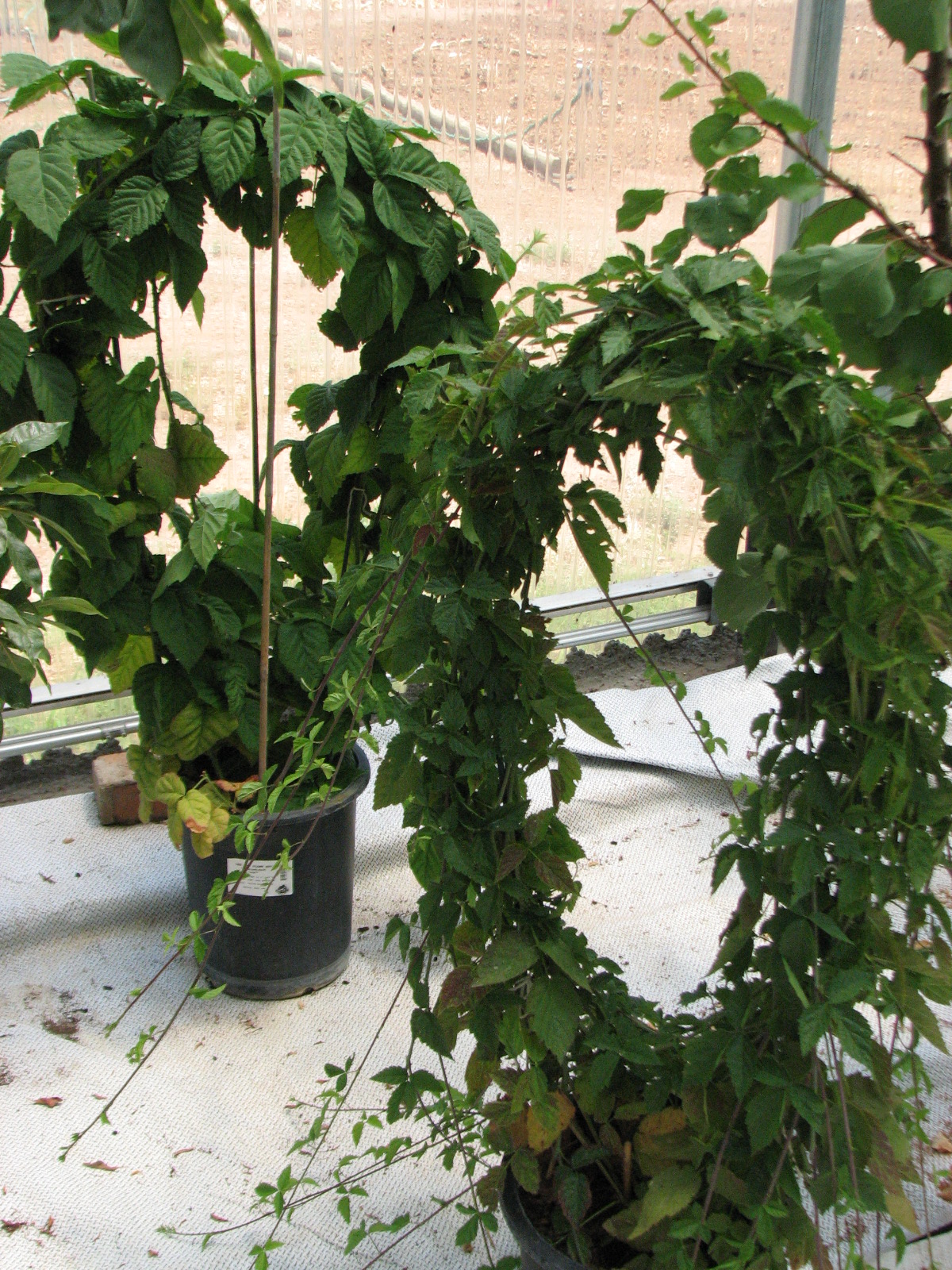 Growing thornless blackberries in pots General Fruit Growing