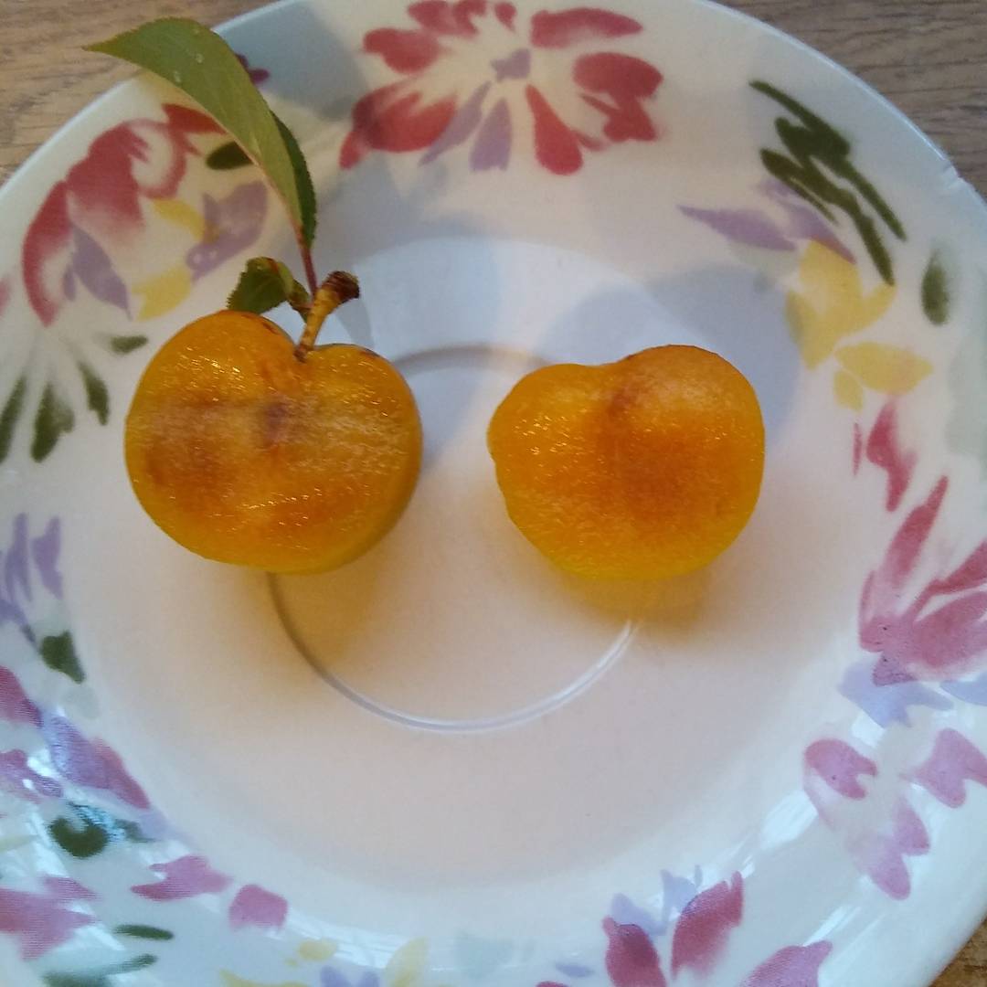 Emerald Drop Pluots General Fruit Growing Growing Fruit