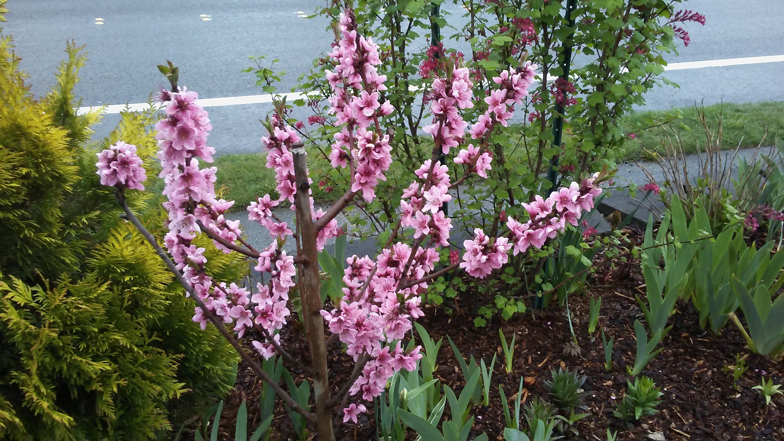 Black Boy peach blossoms Pictures! Growing Fruit