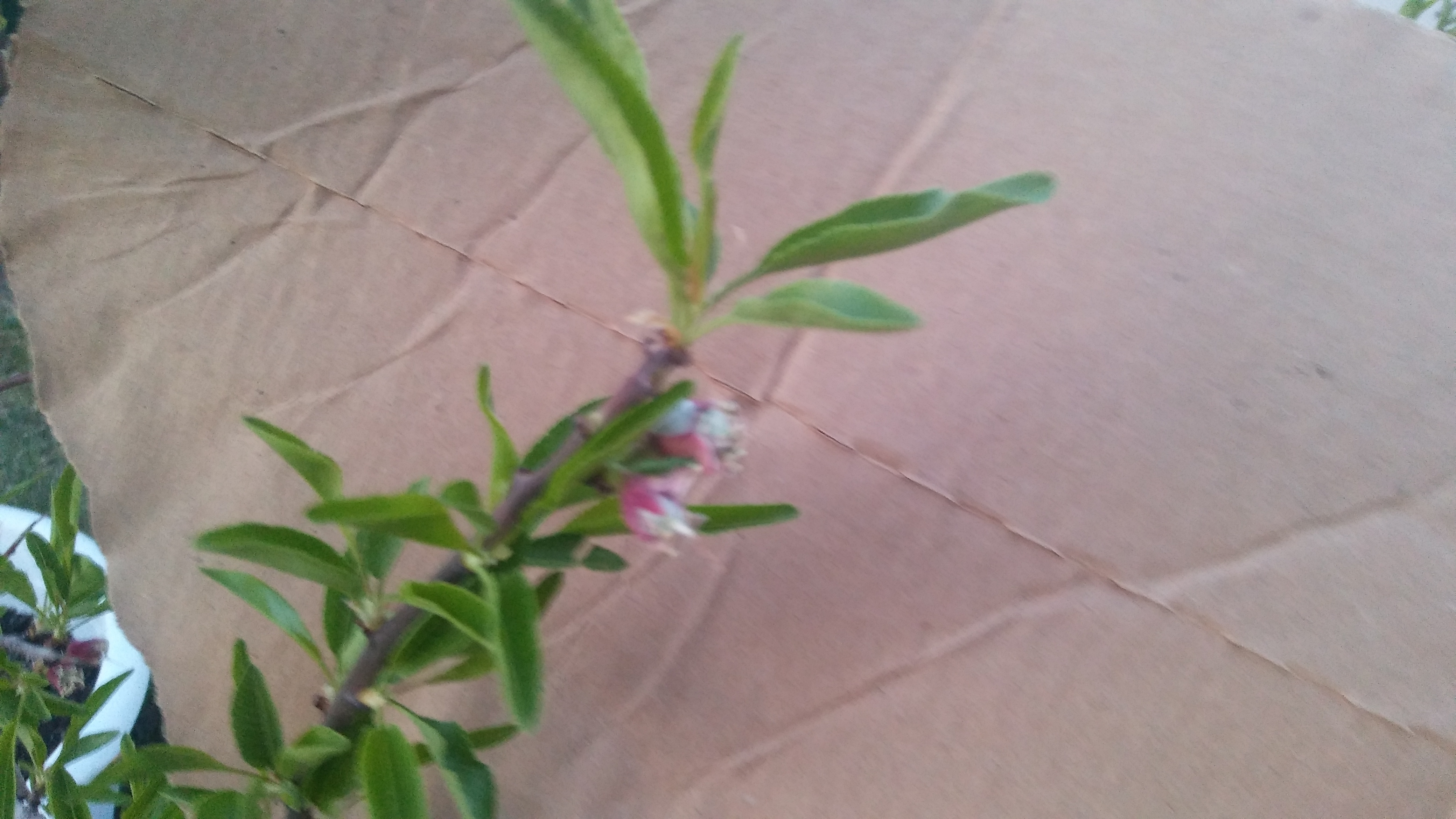 Marcona Almond General Fruit Growing Growing Fruit