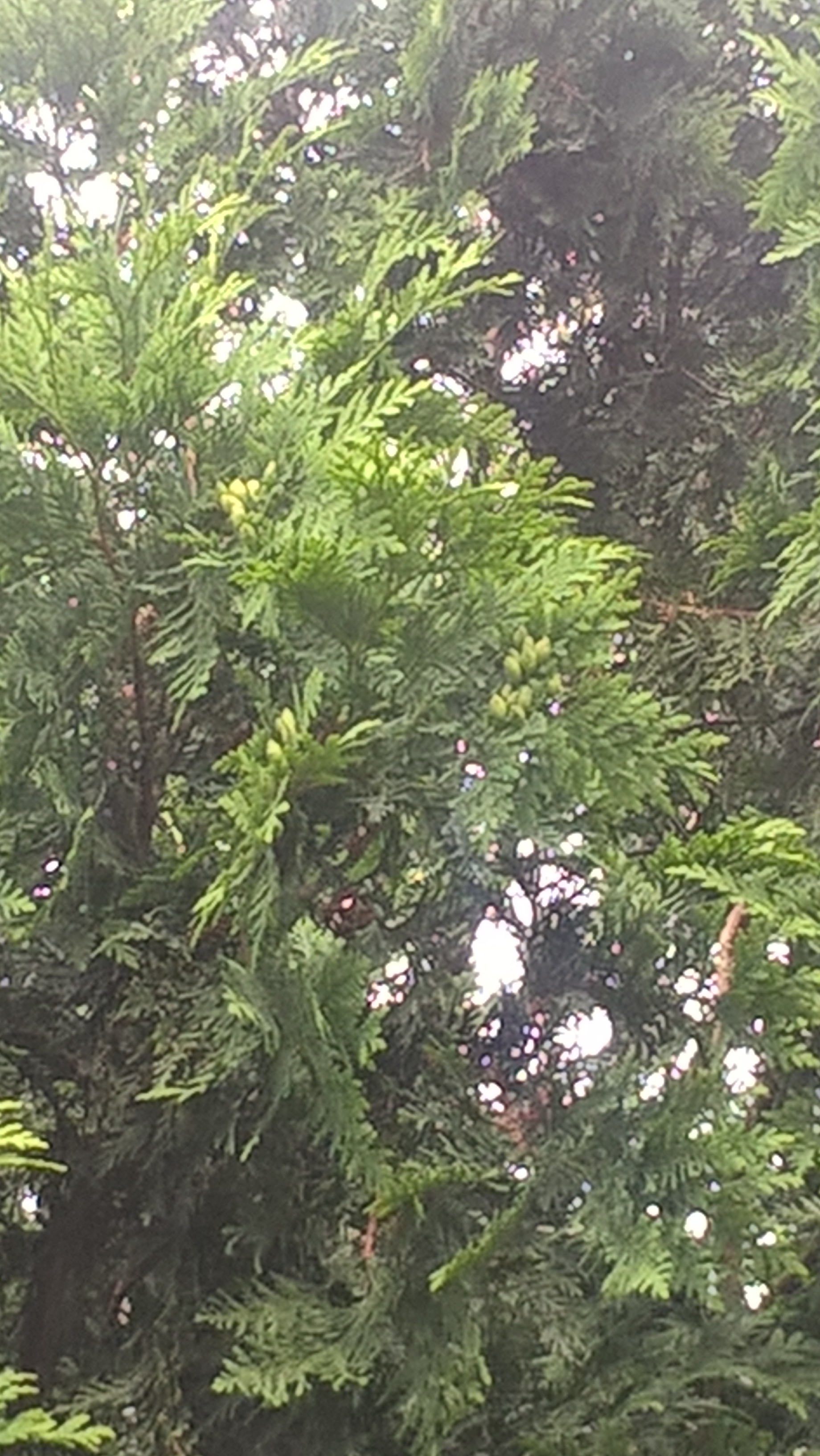 Cedar Rust Confirmation General Fruit Growing Growing Fruit