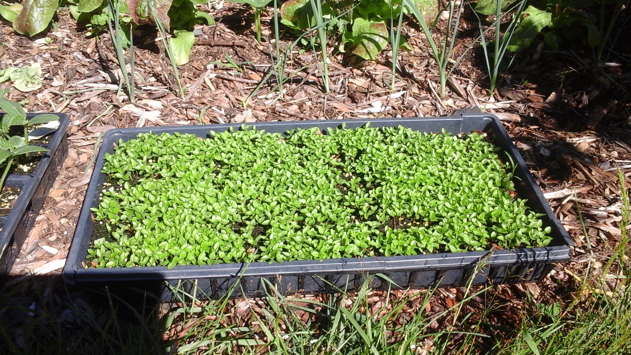 Mulberry from seed General Fruit Growing Growing Fruit