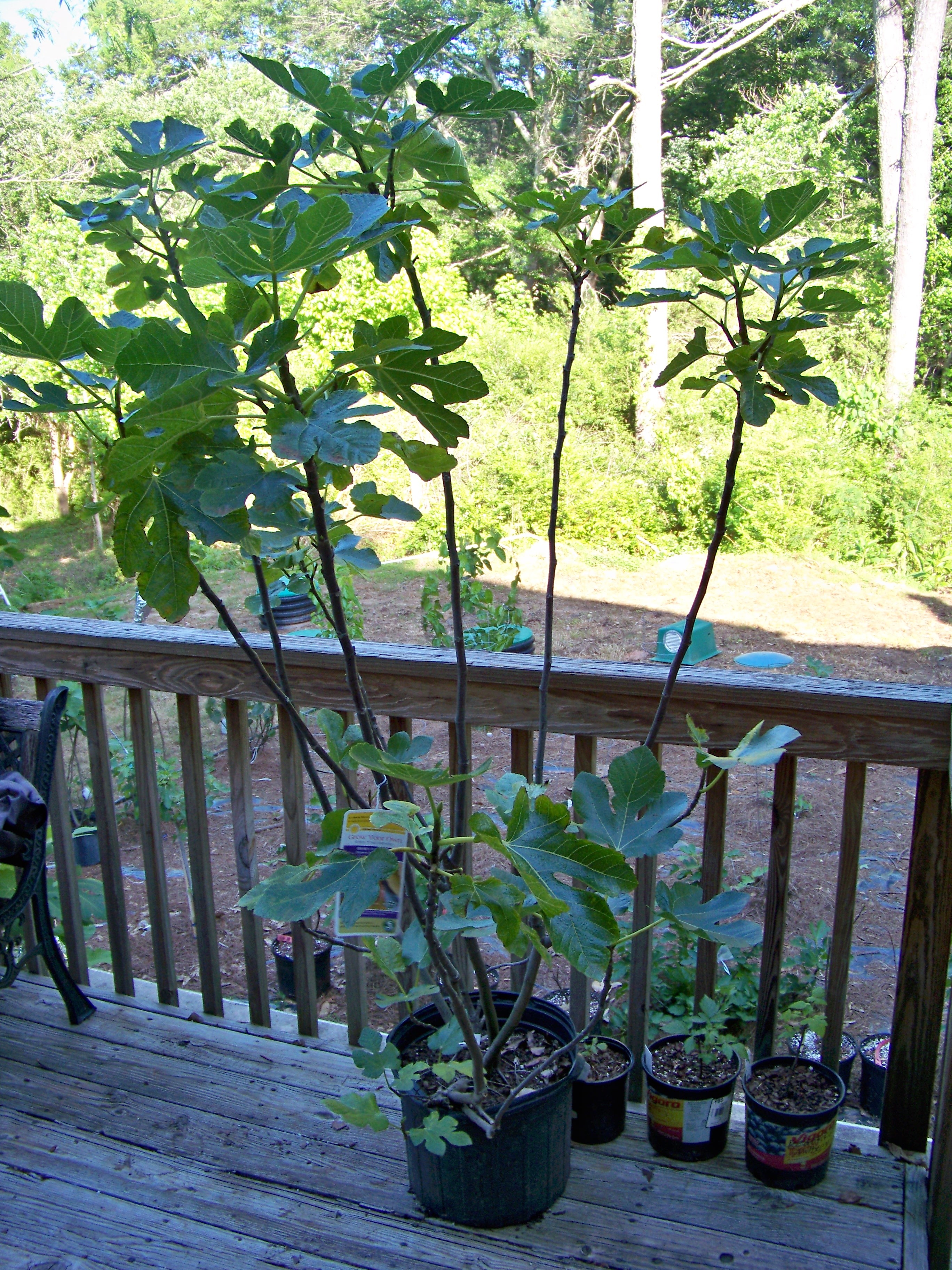 What should I grow in a pot in zone 7b? General Fruit Growing Growing Fruit
