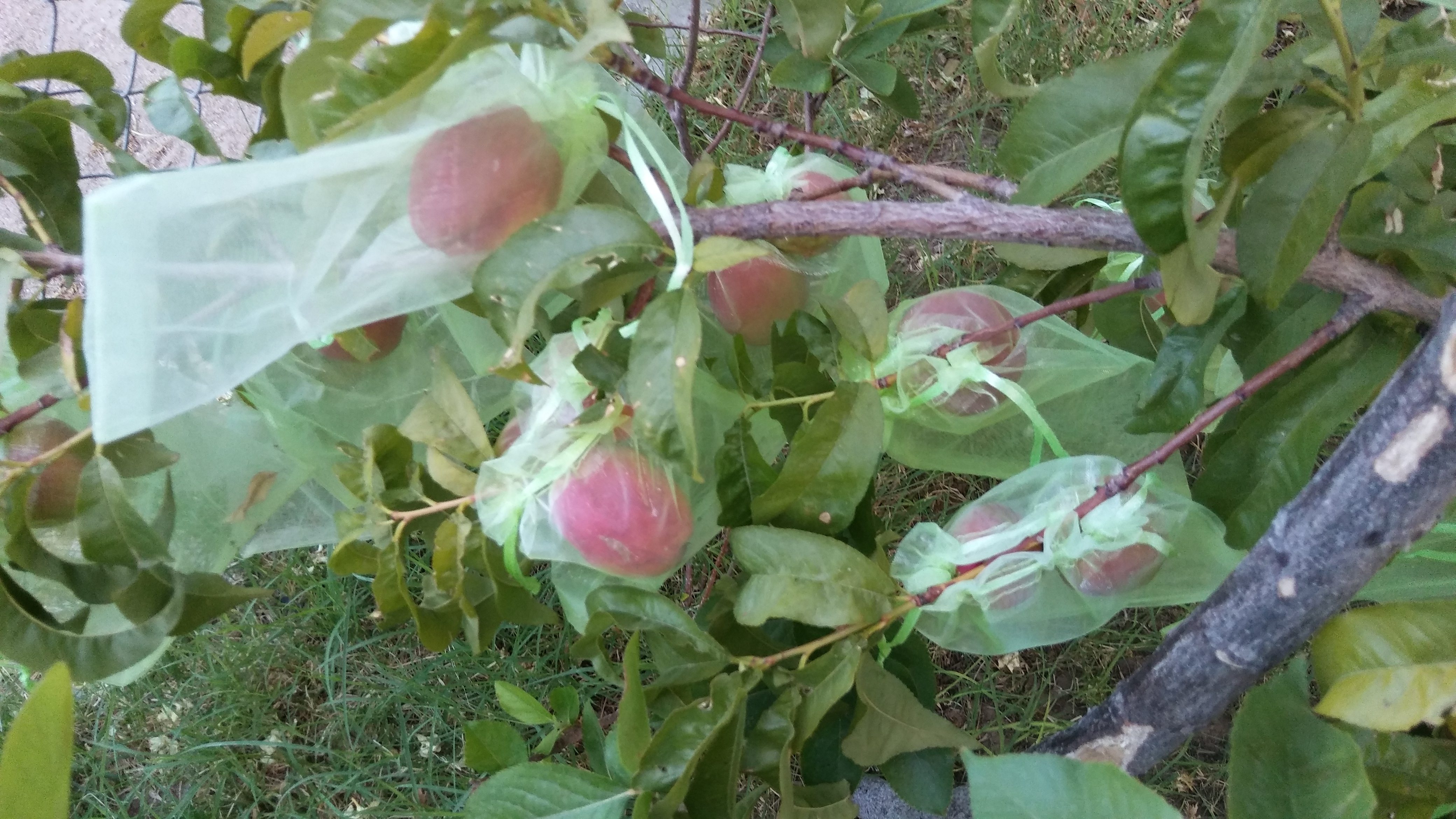 Protecting your fruit from the birds General Fruit Growing Growing