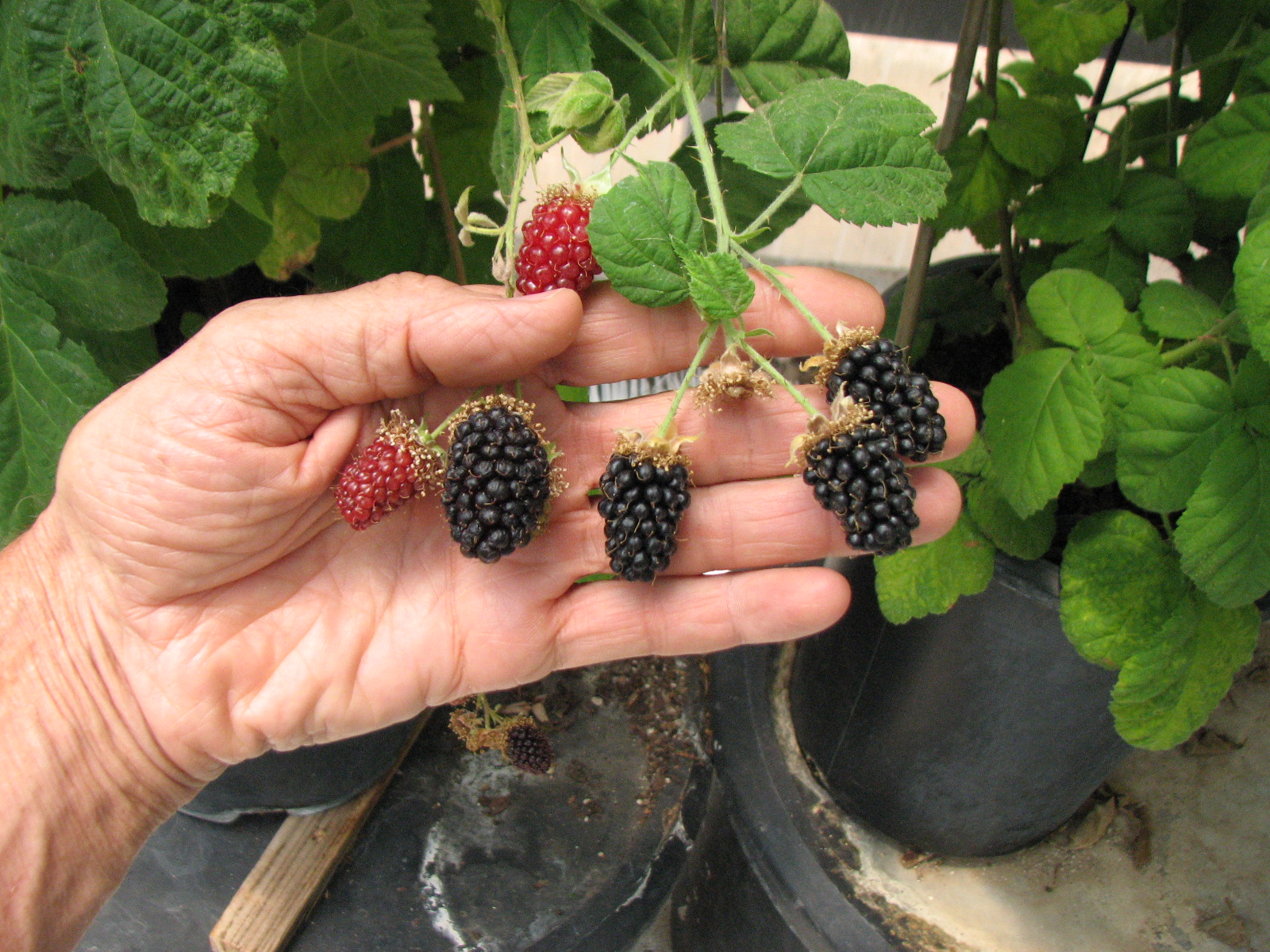 Growing thornless blackberries in pots General Fruit Growing