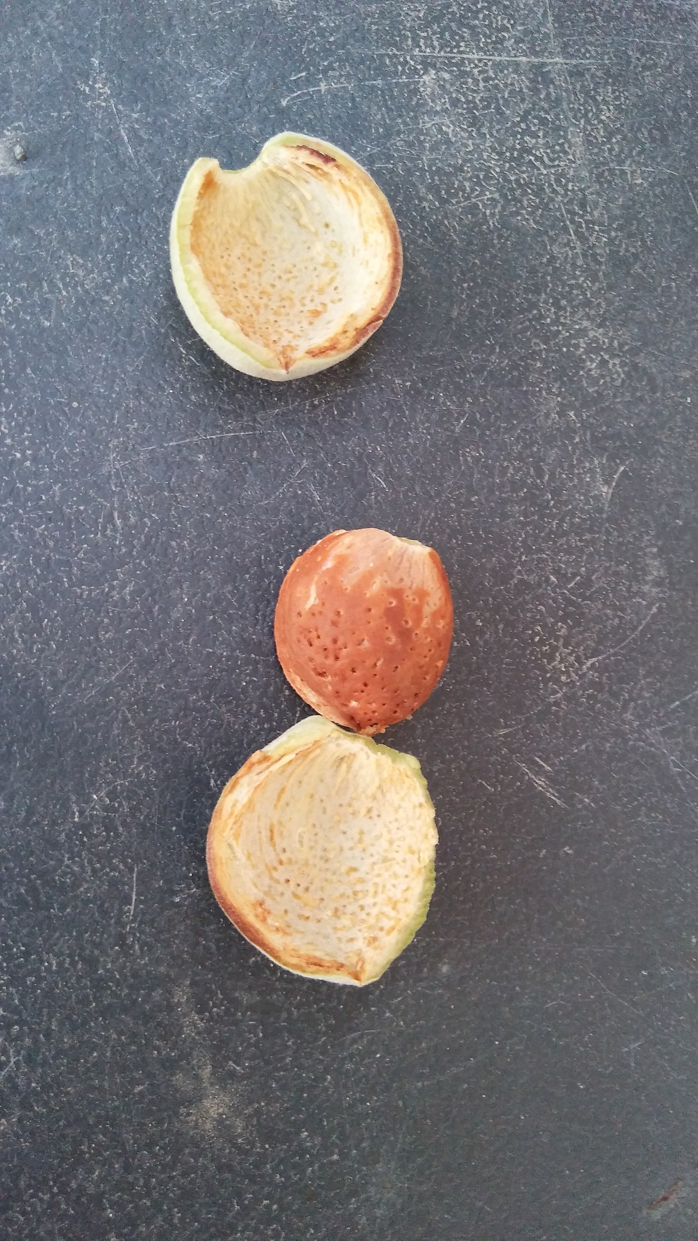 Marcona Almond General Fruit Growing Growing Fruit