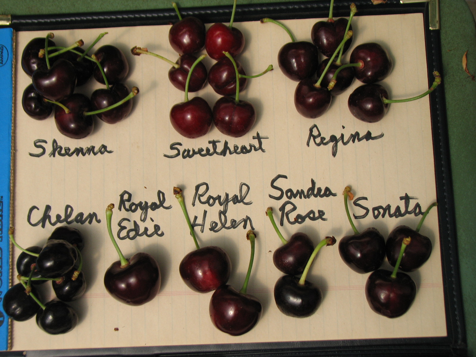 Sweet Cherries 2017 General Fruit Growing Growing Fruit