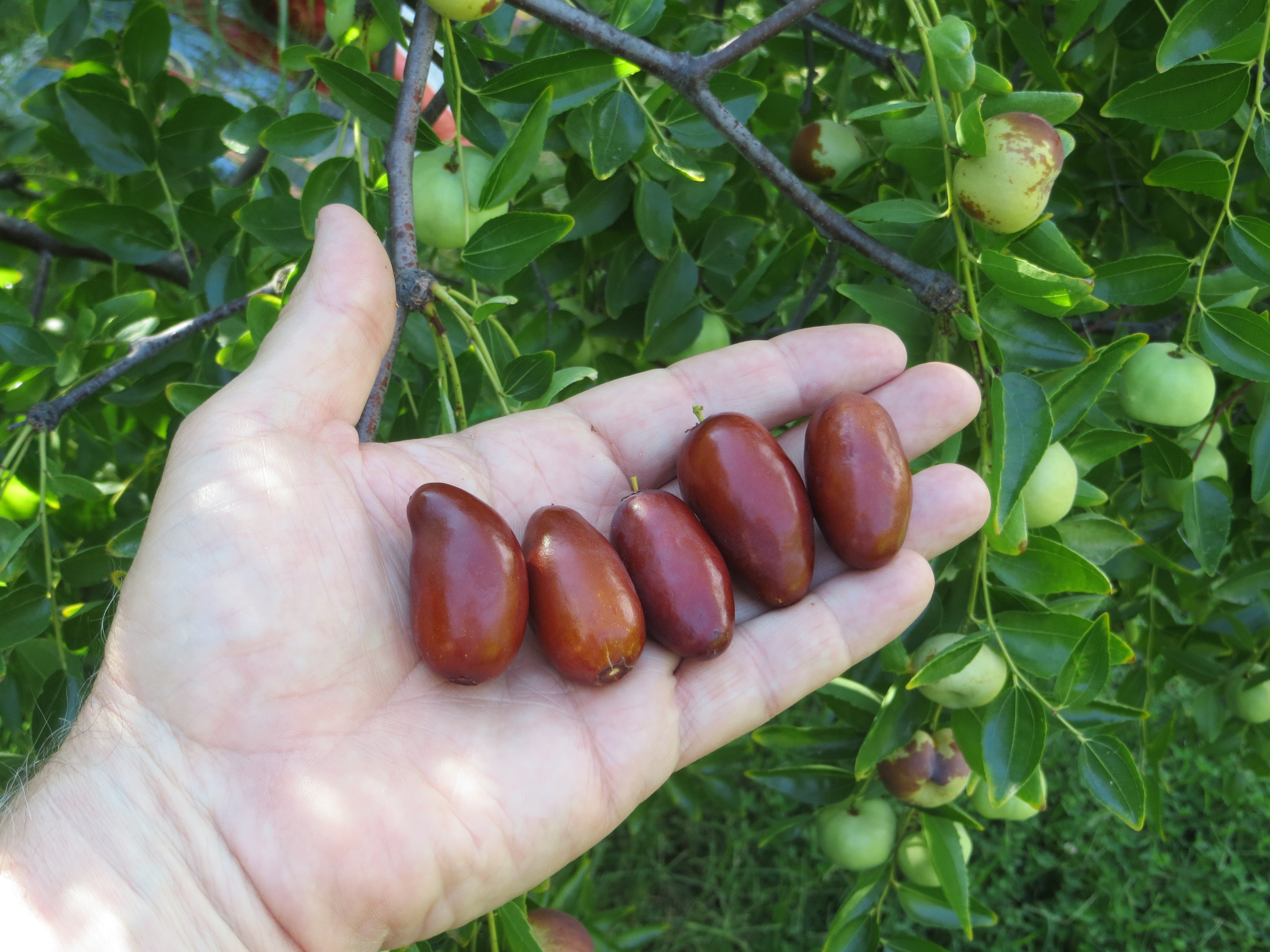 2017 jujube crop General Fruit Growing Growing Fruit