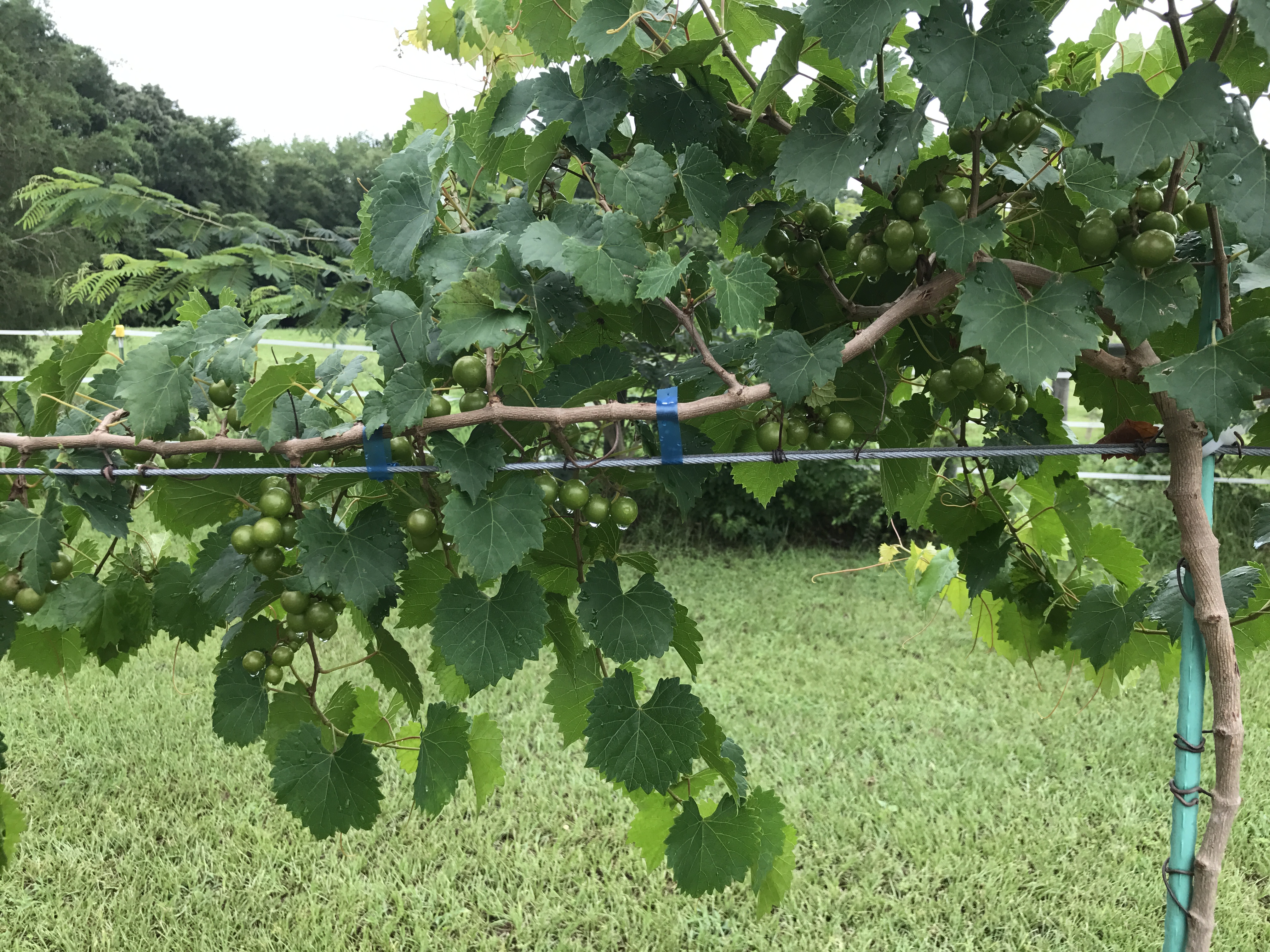 Muscadines know how to bloom General Fruit Growing Growing Fruit