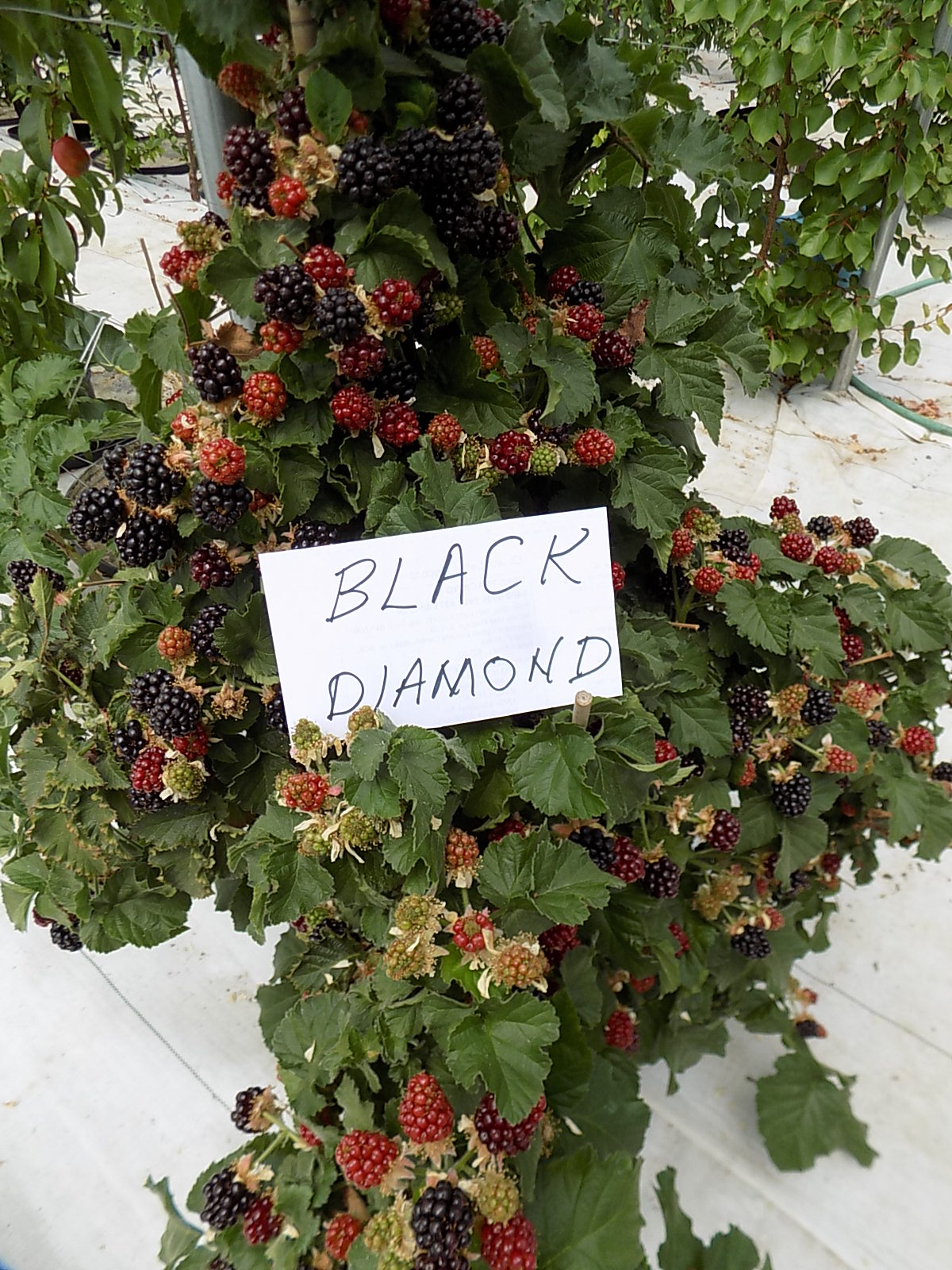 Growing thornless blackberries in pots General Fruit Growing