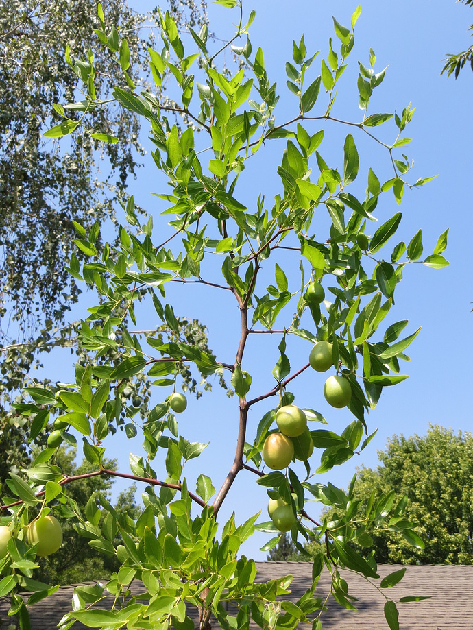 Honey Jar and Sugar Cane Jujubes just became available! General Fruit