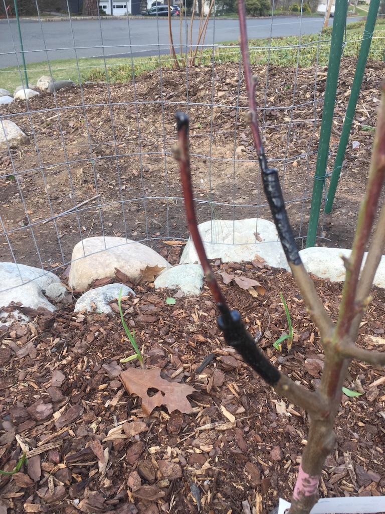 Plum and Peach Cleft Grafts General Fruit Growing Growing Fruit