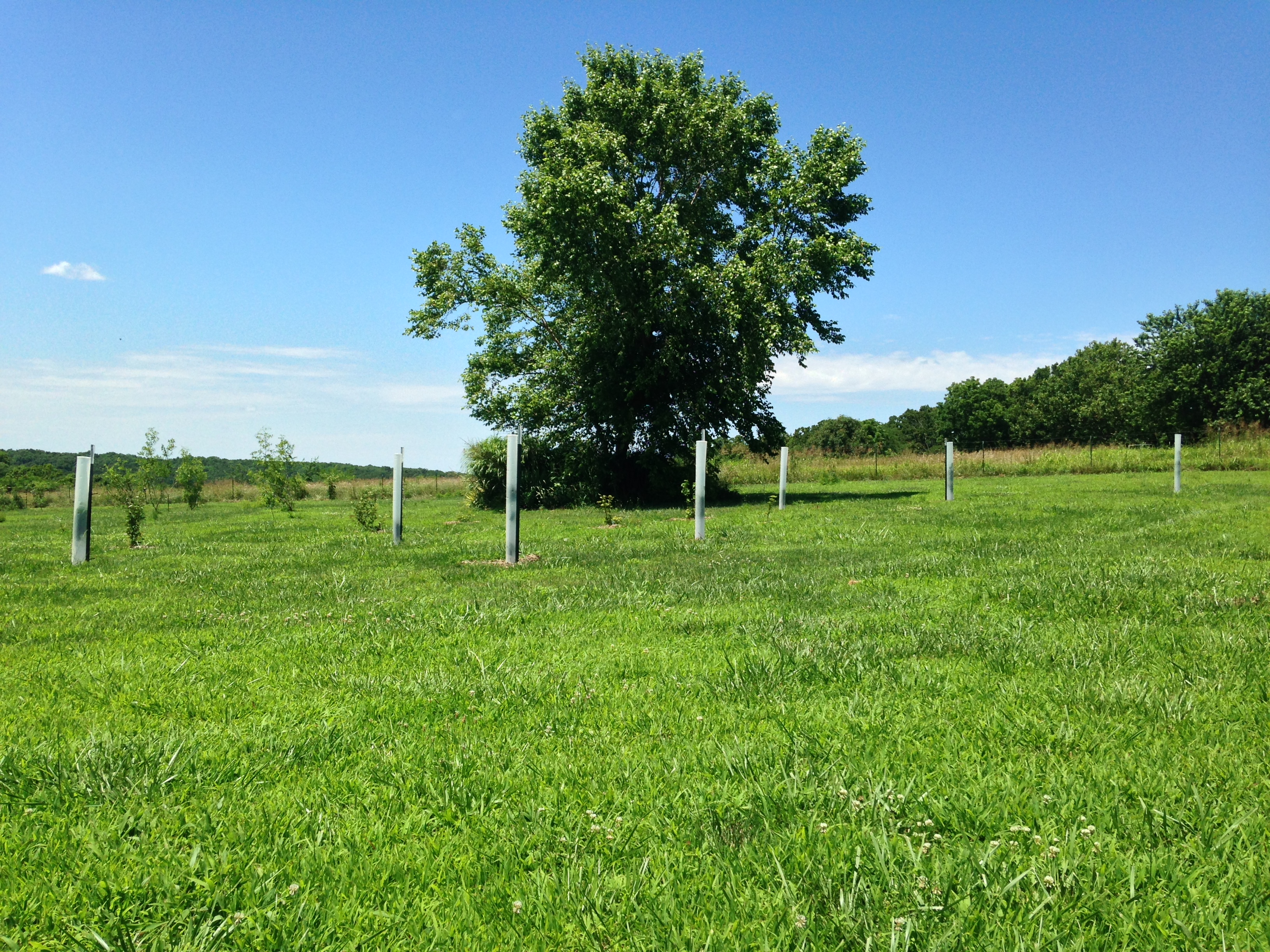 Tree Tubes = Awesome General Fruit Growing Growing Fruit