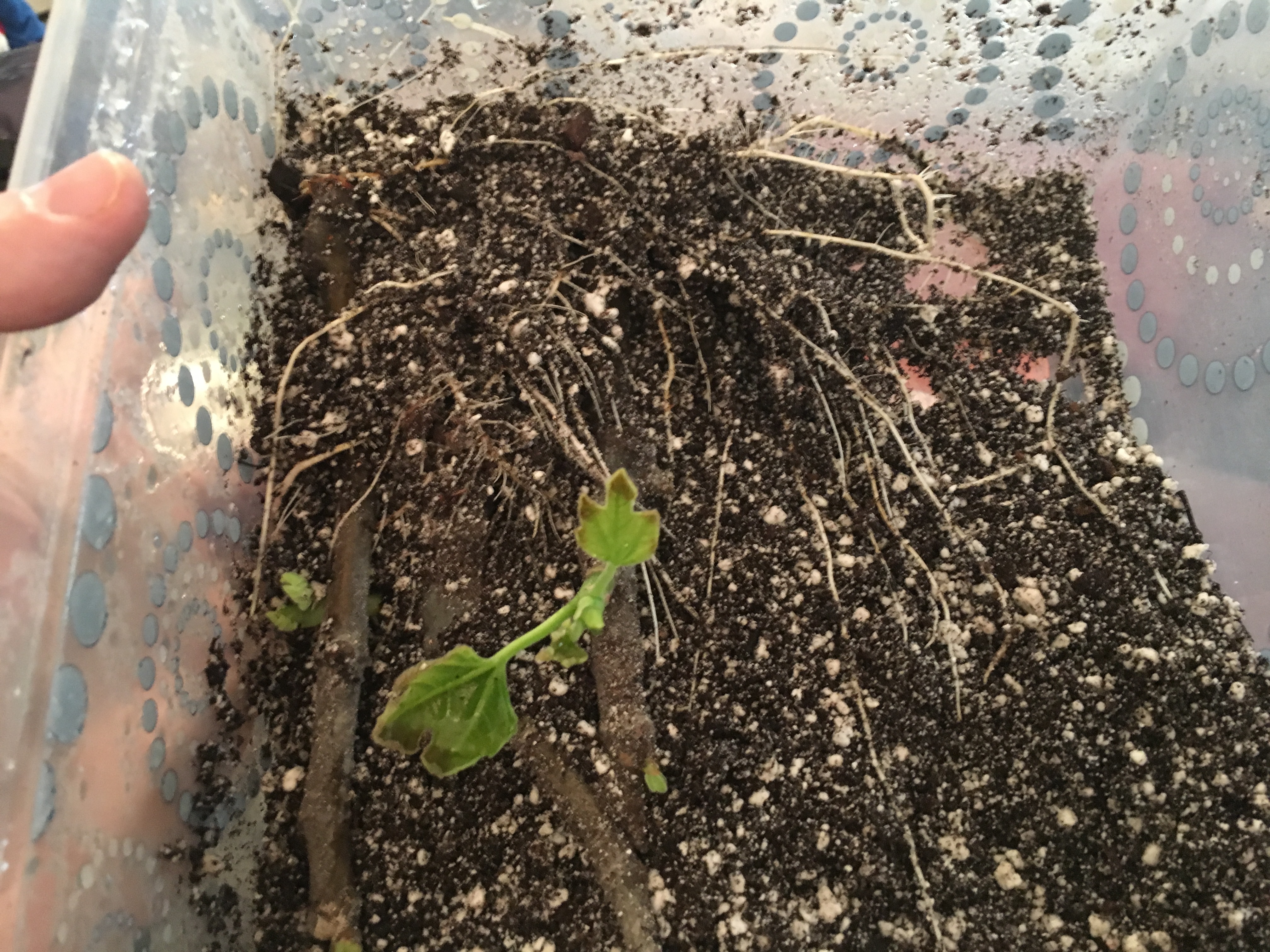 Propagating Fig Cuttings General Fruit Growing Growing Fruit