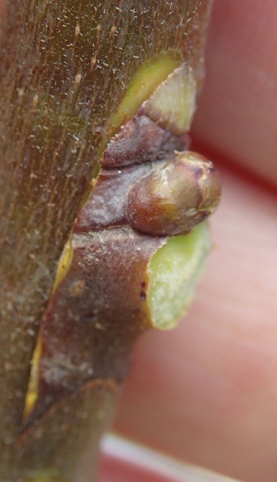 Grafting figs video ChipBudding and TBudding General Fruit