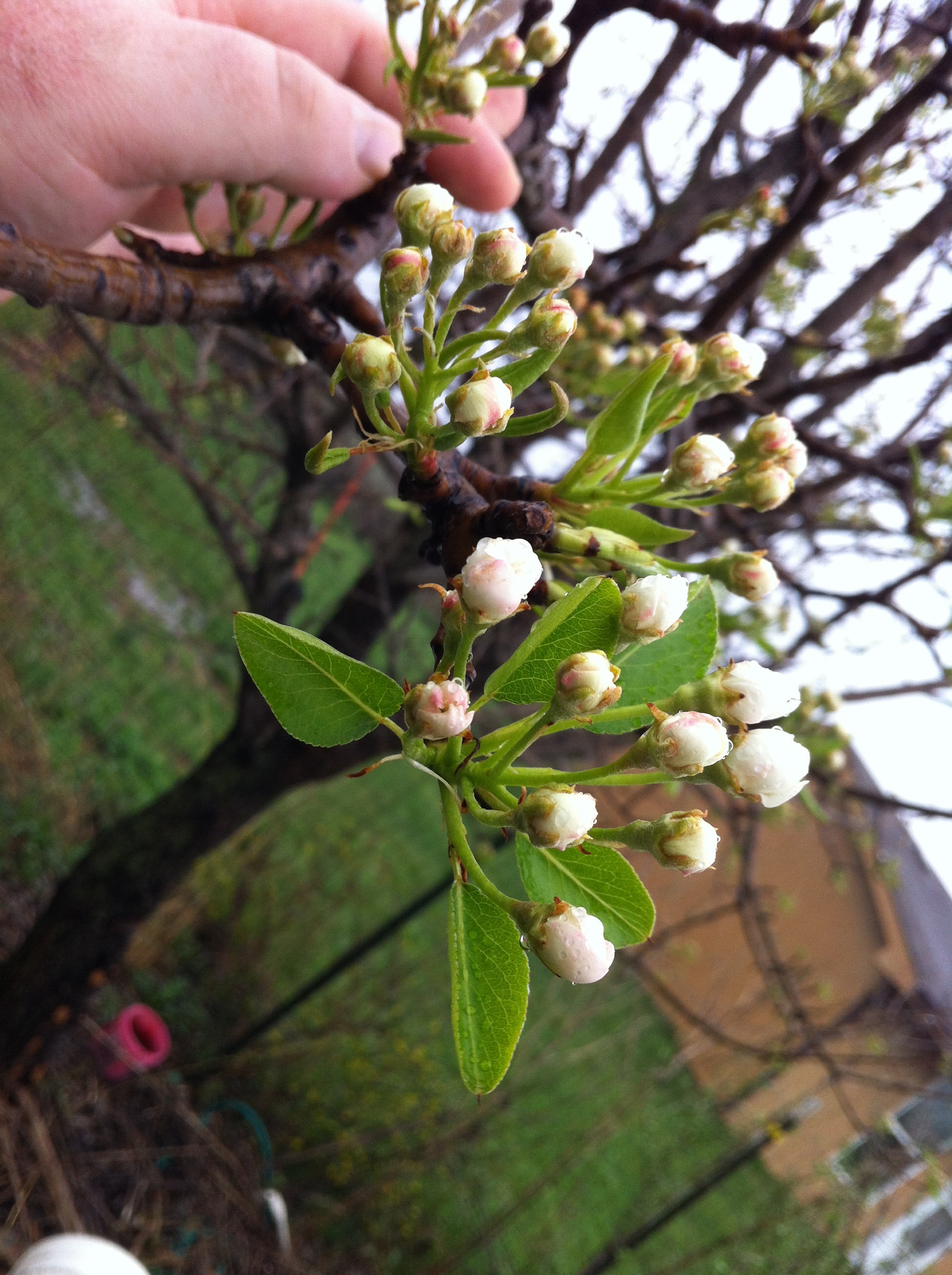 Pear buds, blossoms, and fruit General Fruit Growing Growing Fruit