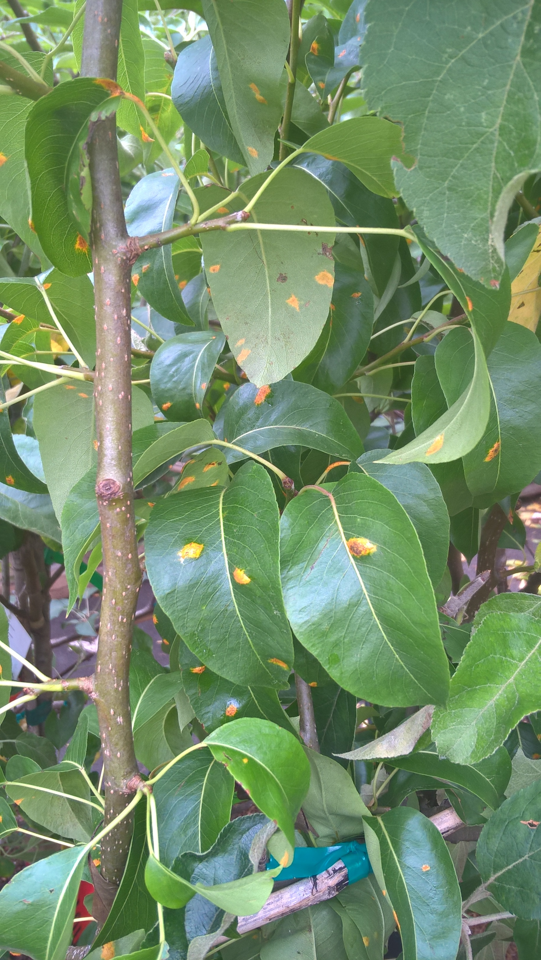 Cedar Rust Confirmation General Fruit Growing Growing Fruit