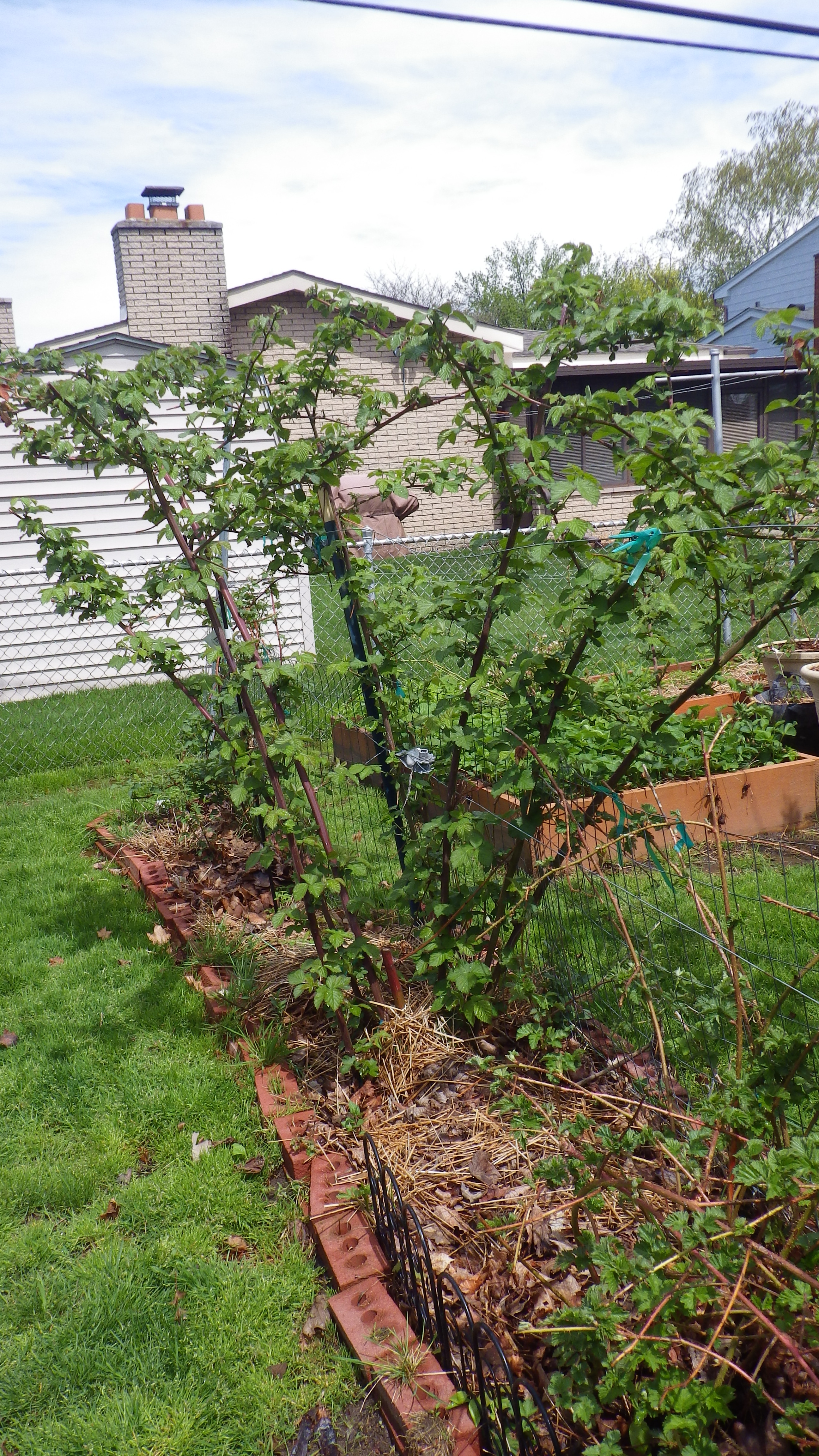 Greenhouse blackberries General Fruit Growing Growing Fruit