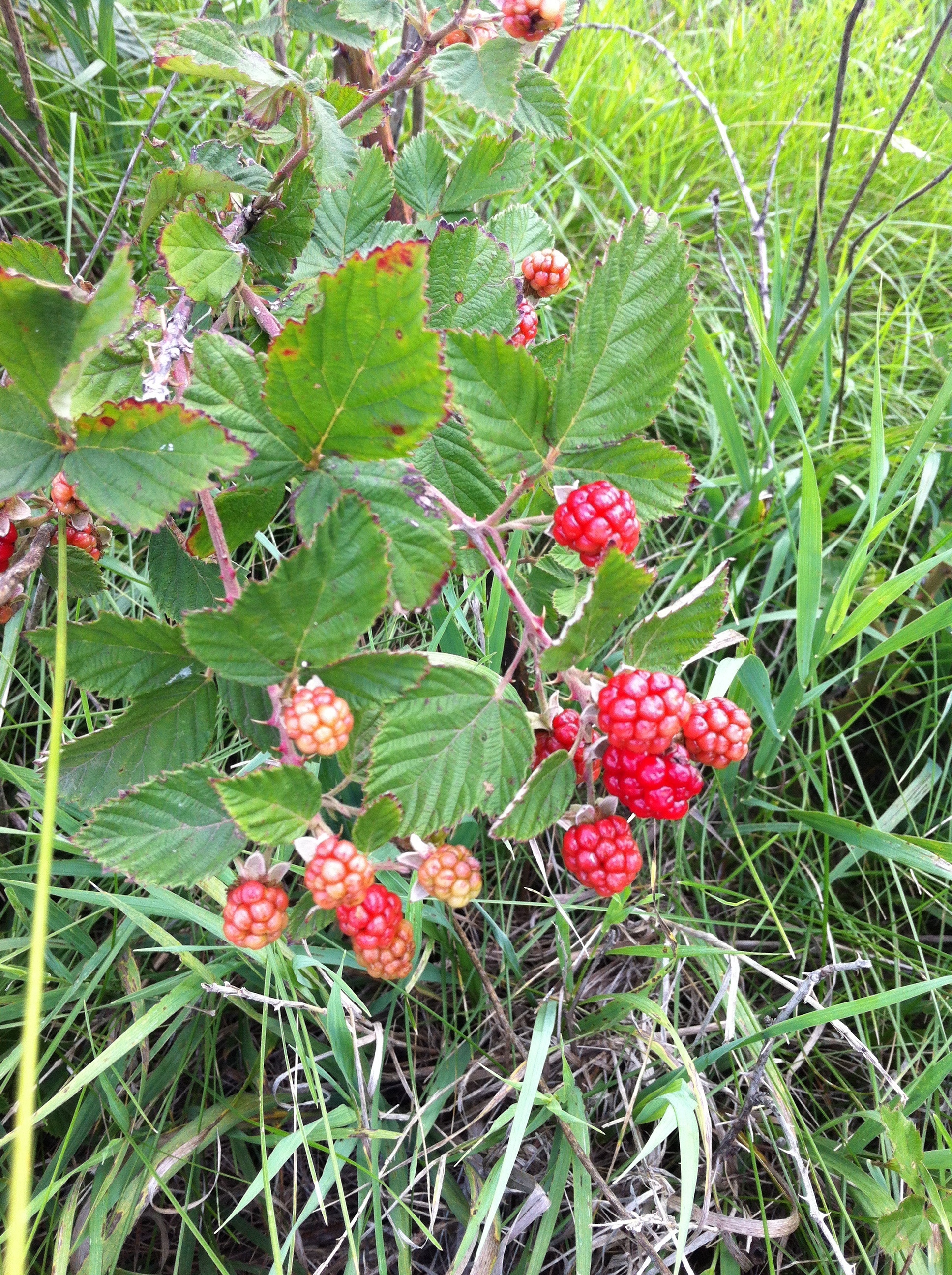 The 39th Parallel Nursery and Orchard! - General Fruit Growing ...