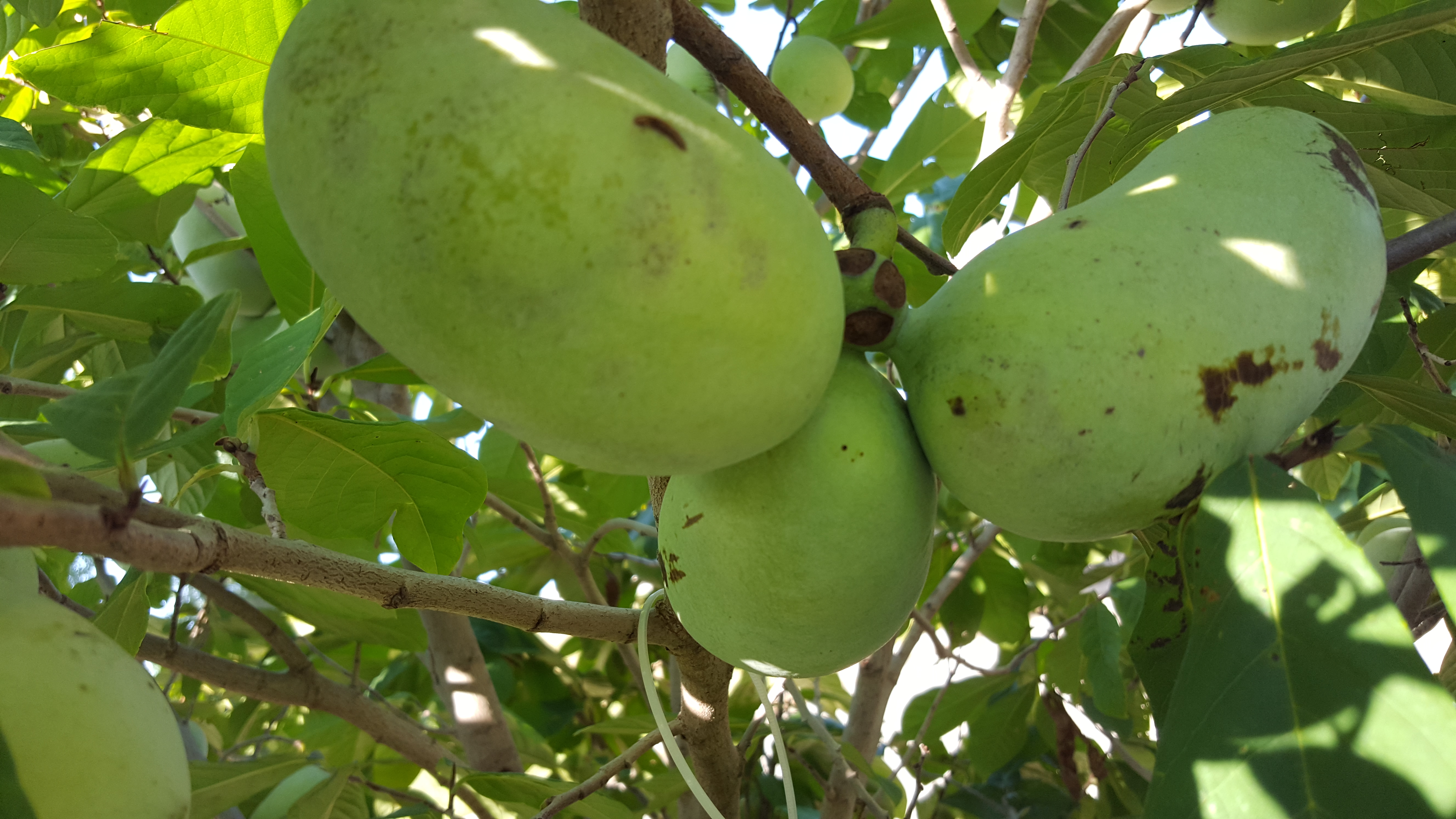 First ripe Shenandoah pawpaw of the season General Fruit Growing