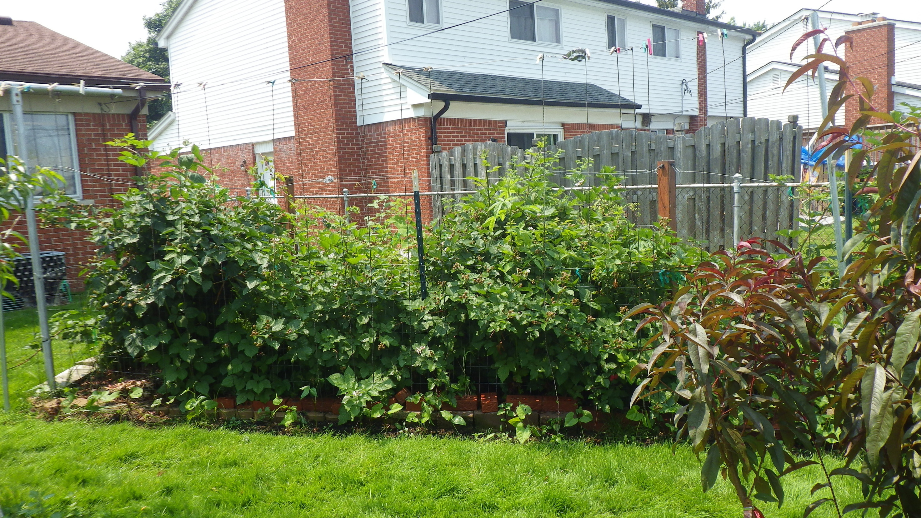 How do I plant this blackberry bush? PICS! General Fruit Growing